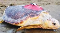 Muğla’da yaralı halde bulunduktan sonra uydu takip cihazı takılıp 28 Ağustos 2019’da İztuzu Plajı’ndan tekrar denize bırakılan caretta caretta, 15 bin kilometre yol katetti. 6 milyon kişi takip etti. Muğla’da yaralı halde bulunduktan sonra uydu takip cihazı takılıp 28 Ağustos […]