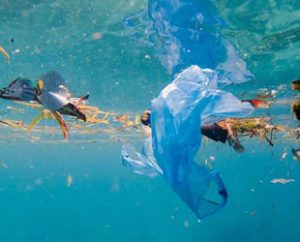 Boğaziçi Üniversitesi Çevre Bilimleri Enstitüsü ve WWF Türkiye’nin (Doğal Hayatı