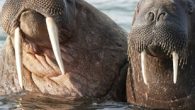 Mors olarak da bilinen su aygırlarının geleceği aşırı avlanma ve küresel ısınma ile birlikte tehdit altına girdi. Mors olarak da anılan deniz aygırları (Odobenus rosmarus), Kuzey Kutbu denizlerinde yaşayan yarı sucul bir tür… Hassas bıyıkları ve uzun dişleri nedeniyle türler […]