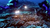Deniz kaşifleri, Fransız Polinezyası Tahiti kıyılarında 30 metre derinlikte bozulmamış mercan resifi keşfetti. Birleşmiş Milletler Eğitim, Bilim ve Kültür Örgütü, bulanan mercan resifinin, bu derinlikte keşfedilen en büyüklerden biri olduğunu belirtti. Unesco yetkilisi Dr. Julian Barbiere, “Muhtemelen bu ekosistemlerden bilmediğimiz […]