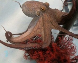 Deniz ürünlerine olan talebin artmasıyla birlikte İspanyol Nueva Pescanova şirketi,
