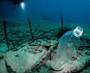 Plastik atıkların denizlerde bir yere tutunma ihtiyacı duyan canlılar için