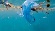 Prof. Dr. Deniz Ayas, yaz sezonu öncesinde Doğu Akdeniz sahillerinde yoğun olarak mikroplastik kirliliğin yaşandığını söyledi. Açık suları, deniz tabanı ve kıyılarını kirleten atıkların yüzde 95’inin plastik olduğunu belirten Prof. Dr. Ayas, kirliliğin deniz canlıları ve çevre için büyük bir […]