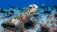 Deniz kaplumbağaları gibi göç eden hayvanların açık okyanusta yüz binlerce kilometre yol alması, Charles Darwin’den bu yana biyologların ilgisini çekmiştir. Ancak yeni araştırmalar, bazı deniz kaplumbağalarının nereye gittiklerini gerçekten bilmiyor olabileceklerini öne sürüyor. Avustralya’daki bilim insanları tarafından yapılan analizler, Chagos […]