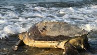 Dünyada deniz kaplumbağalarının en önemli üreme alanlarından biri olan Mersin sahilleri, bu yıl da caretta carettaları ağırlıyor. Mersin’de 6 üreme alanı bulunan deniz kaplumbağaları, günün belirli saatlerinde sahile çıkarak yumurtalarını bırakıp yeniden denize dönüyorlar. Deniz kaplumbağalarının en önemli üreme merkezlerinden […]