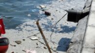 İzmir’in turistik İlçesi Foça’da sabah saatlerinde sahilde görülen kirlilik tedirginliğe neden oldu. Vatandaşların cep telefonlarıyla çekerek paylaştığı kirliliğe, av mevsiminin başlamasıyla denizden dönen balıkçı teknelerinin getirdiği balıkların araçlara nakli sırasında iskeleye dökülmesi ve yıkanan iskeleden denize giden sulardaki yağın neden […]