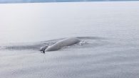 CEBU CITY, Philippines – A team of researchers documented the first sighting of Bryde’s whale in Tañon Strait. The whale was spotted off the seawaters of Vallehermoso town in Negros Oriental by experts who were doing the 2021 Cetacean Survey […]