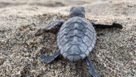 Caretta caretta türü deniz kaplumbağalarının Türkiye’deki en önemli yuvalama kumsallarından biri olan Antalya’nın Kaş ilçesindeki Patara Plajı’nda, 2022 yılı deniz kaplumbağası üreme sezonu 253 yuva ile sona erdi ve 17 bin yavru caretta denizle buluştu. Patara kumsalında mayıs ayı ortalarında […]