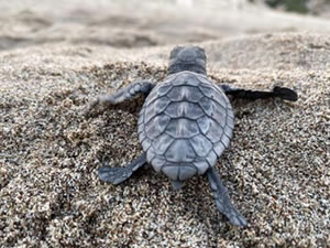 Caretta caretta türü deniz kaplumbağalarının Türkiye’deki en önemli yuvalama kumsallarından