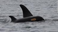 (CNN)From elephants to lions and orcas to seals, most female mammals outlive males — just like their human counterparts, new research suggests. Researchers looked at 101 species of wild mammals living in 134 different locations and found that females lived […]