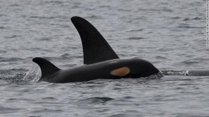 (CNN)From elephants to lions and orcas to seals, most female