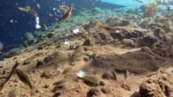 Antalya’da kentin göbeğinde bulunan ve içi tatlı suyla dolu 35 metre derinlikteki obrukta, birçok tatlı su canlısının yaşadığı ortaya çıktı. Daha önce bölgede yaşayan halk tarafından sulama ve içme suyu olarak kullanılan obruk ise şu sıralar etrafı tellerle çevrili olmasına […]