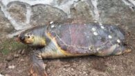 Marmara Denizi faunasında bulunan ancak sayısı gitgide azaldığı için koruma altında olan Chelonia Mydas türü deniz kaplumbağası Kocaeli’de kıyıya vurdu. Vatandaşlar tarafından bulunan ve bir süre sonra telef olduğu tespit edilen kaplumbağayla ilgili Kocaeli Üniversitesi Fen Edebiyat Fakültesi Biyoloji Bölümü […]