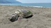 Hatay’ın Samandağ ilçesinde sahilde ölü yeşil deniz kaplumbağası bulundu. Meydan Mahallesi’nde balık tutmaya giden Fırat Özçelik, kumsalda hareketsiz duran yeşil deniz kaplumbağası olduğunu gördü. Kaplumbağanın başından darbe aldığı ve öldüğü belirlendi. Samandağ Çevre Koruma ve Turizm Derneği Başkanı Mişel Atik, […]