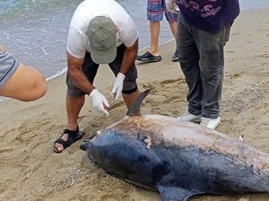 Aydın’ın Kuşadası ilçesinde son bir haftada farklı plajlarda 6 ölü