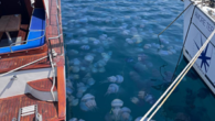 İzmir Körfezi ve Foça kıyılarında deniz anası (rhizostoma pulmo) yoğunluğu yaşanıyor. Özellikle Foça ilçesi ve merkezde Konak-Alsancak kıyı şeridinde vatandaşlar denizin üzerini kaplayan yüzlerce deniz anasını merakla izledi. Türle ilgili akademik çalışmalar gerçekleştiren Muğla Sıtkı Koçman Üniversitesi Su Ürünleri Fakültesi […]