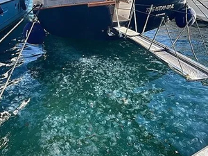 Denizanası popülasyonunun Marmara Denizi’nin İstanbul kıyılarında aşırı arttığı belirlendi. İstanbul