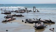 ALTHOUGH the cause of the deadly beaching of 86 dusky dolphins near Lüderitz last week cannot be pinpointed, marine biologists may have narrowed it down to a “fast and drastic” event. The mammals, which included two newborns and several juveniles, […]