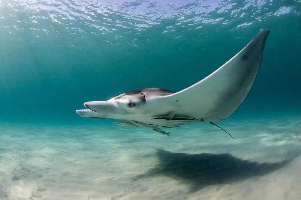 The third manta ray species, Mobula yarae has been formally