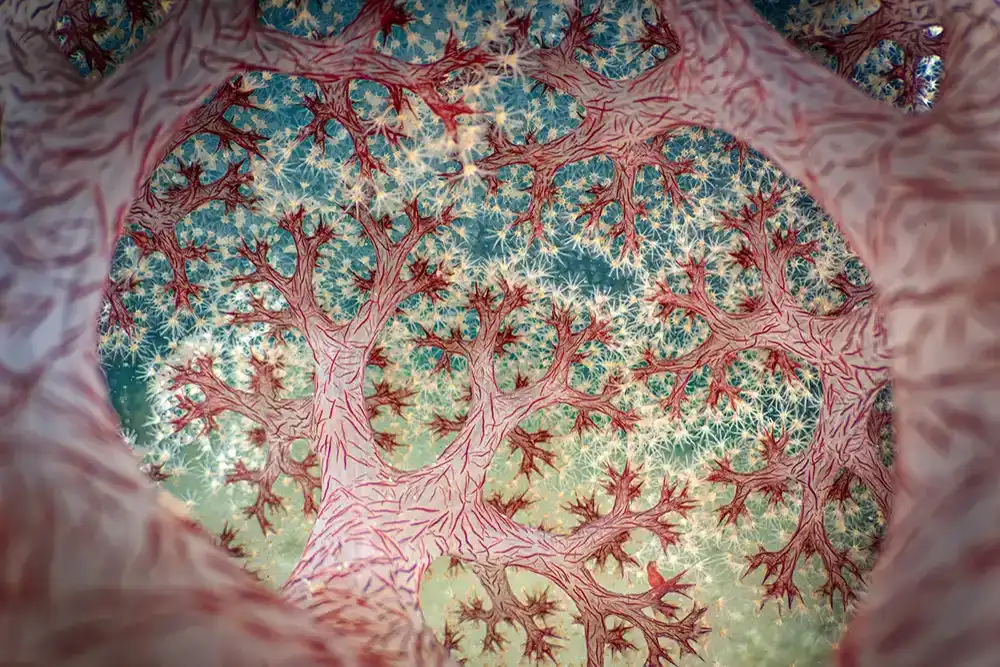 An underwater photograph taken inside a cauliflower soft coral has
