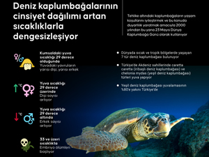 Deniz kaplumbağalarının cinsiyet dağılımı artan sıcaklıklarla dengesizleşiyor. Deniz Kaplumbağaları Araştırma