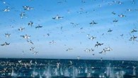 Yunus sürüleri, balinalar, foklar, penguenler. Oceans filmi sualtının gizemli dünyasında yolculuğa çıkartıyor. Yunus sürüleri, balinalar, foklar, penguenler. Oceans filmi sualtının gizemli dünyasında yolculuğa çıkartıyor. 45 Milyon Sterlin’e mal olan filmin Amerika’da 22 Nisan’da vizyona girmesi bekleniyor. Planlaması iki yıl, yapımı […]