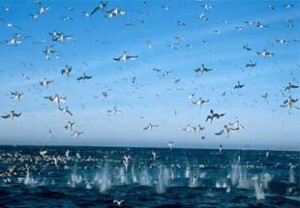 Yunus sürüleri, balinalar, foklar, penguenler. Oceans filmi sualtının gizemli dünyasında