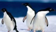 Daily Telegraph’taki habere göre, penguenlerin, fotoğraf çekilmeden önce üstlerini başlarını düzelttikleri gözlemlendi.  Manchester’dan web tasarımcısı Adam Foster, geçen ay Chester hayvanat bahçesini ziyaretinde bir erkek ve dişi penguene yaklaştığında, penguenlerin fotoğraf için omuz omuza poz vermeden önce birbirlerinin tüylerini düzelttiklerini […]