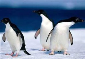 Daily Telegraph’taki habere göre, penguenlerin, fotoğraf çekilmeden önce üstlerini başlarını