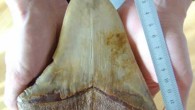 1.5 ile 15 yıl önce yaşadığı tahmin edilen Megalodon’un kesin büyüklüğü bilinmese de boyunun 15-25 metre arasında olduğu tahmin ediliyor. Eğer bu süper avcı su altı canlısı bugün yaşasaydı,  bugün dalış yapmak bu kadar kolay olabilir miydi? Daha ne olduğunun […]
