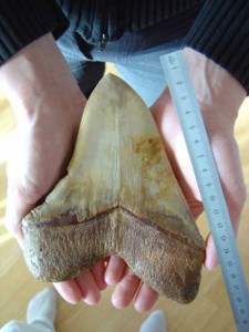 1.5 ile 15 yıl önce yaşadığı tahmin edilen Megalodon’un kesin