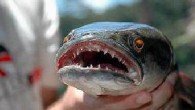 Avustralya’da vahşi hayatı inceleyen bilimadamları, “fishzilla” olarak bilinen canavar balığın, kendi doğal ortamında hiçbir rakibi olmadığını, karada da tam dört gün boyunca yaşayabilme kapasitesine sahip olduğunu ve yüzgeçlerini kullanarak yürümeye benzer bir hareket geliştirdiğini hatta ağaca tırmanabilmeyi bile başarabildiği için […]