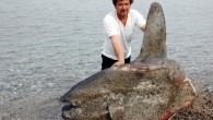 Muğla’nın Datça ilçesinde yaralı halde sahile vuran yaklaşık 150 kilogram ağırlığındaki “Ay Balığı”, görüntüsü nedeniyle balıkçıları korkuttu. Yaralı olarak sahilde bulunan ve kısa süre sonra ölen yaklaşık 150 kilo ağırlığındaki “Ay Balığı”nı yakından inceleyen balıkçılar ve köylüler şaşkınlıklarını gizleyemediler. Yaralı […]