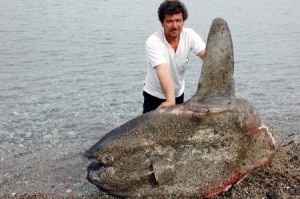 Muğla’nın Datça ilçesinde yaralı halde sahile vuran yaklaşık 150 kilogram