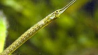10-12 cm boyundaki Syngnathus scovelli’nin (deniz iğnesi balığı) erkeğinin, akrabası denizatının erkeğinin yaptığı gibi yumurtaları kesesinde taşıdığı ve beslediği görüldü.  Ancak erkek balığın ilginç özelliği bununla da kalmadı.  Bilim adamları, bu erkek balıkların küçük dişilerle çiftleştikten sonra, bebeklerin daha fazla […]
