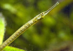 10-12 cm boyundaki Syngnathus scovelli’nin (deniz iğnesi balığı) erkeğinin, akrabası