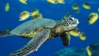 İklim değişikliğinin ülkemizde Akdeniz kıyısındaki kumsallara yumurtasını bırakan deniz kaplumbağalarının üreme dengesini bozacağı, sıcaklık artışıyla birlikte yumurtadan çıkan dişi yavru sayısı artarken erkek yavru sayısının da azalacağı bildirildi. Aksaray Üniversitesi ve Türkiye Tabiatını Koruma Derneğinin işbirliğiyle Aksaray’da düzenlenen “Ekoloji 2010 […]