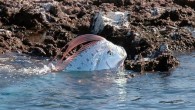 Derin denizlerin ve Balıkların kralı olarak bilinen Oarfish, 1000 metre derinliklerde görülüyor.Yalnızca hastalık ve ölüme yakın bir zamanlarda kıyılara ve kenarlara yaklaşan bu balık ilk görüldüğü zamanlarda ‘canavar’ olarak adlandırılmıştı.  1860 lı yıllarda Bermuda kıyılarında görülen bu balık türü jelatinimsi […]