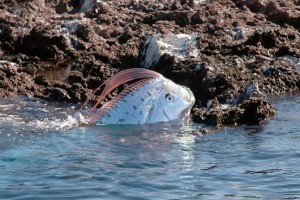Derin denizlerin ve Balıkların kralı olarak bilinen Oarfish, 1000 metre