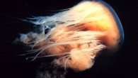 “New Scientist” dergisinde yer alan habere göre, dünyanın en uzun hayvanlarından biri olan Cyanea cappillata, şekil olarak denizanasına benzeyen, insana zarar vermeyen ancak ekosistemi tahrip eden Mnemiopsis leidyi adlı taraklının istilasına karşı okyanusları koruyucu şekilde görev yapıyor. Bergen Deniz Araştırmaları […]