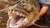 Vahşi doğa ile ilgili televizyon programı yapan İngiliz balıkçı Jeremy Wade, 8 gündür peşinde olduğu dev pirana balığını yakalamayı başardı. 52 yaşındaki Wade, Afrika’da bulunan Kongo Nehri’nde kaplan balığı da olarak bilinen dev pirananın peşine düştü. Uzun uğraşlar sonunda da […]