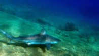 Dünyada sadece Atlantik kıyıları ile Muğla’nın Marmaris ilçesine bağlı Çamlıköy Boncuk Koyu’nda üremelerini gerçekleştiren kum köpek balıklarının sayısı 17’ye çıktı. Muğla’da düzenlenen ”Türkiye’nin Deniz ve Kıyı Koruma Alanları Sisteminin Güçlendirilmesi Projesi”nin eğitim semineri kapsamında, Özel Çevre Koruma Kurumu bünyesinde görevli […]