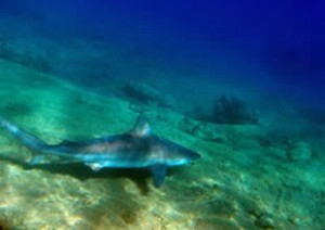Dünyada sadece Atlantik kıyıları ile Muğla’nın Marmaris ilçesine bağlı Çamlıköy