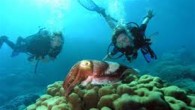 Alınan bilgiye göre, Antalya İl Kültür ve Turizm Müdürlüğü’nün teklifi ile alınan karar doğrultusunda, 32 noktadan çıkış yapmak ve kıyıdan denize doğru 15 metre eninde 200 metre uzunluğunda giriş çıkış koridoru oluşturularak dalışa serbest bölge oluşturulacak. Yıl boyunca bu bölgelerde […]