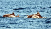 İstanbullu boğazın sokak çocuklarını gözlemliyor İstanbul Boğazı’nın sokak çocukları olarak bilinen yunusları şehirde yaşayan insanlara daha yakından göstererek yaşam alanlarına saygı duyulmasını amaçlayan Türk Deniz Araştırmaları Vakfı, yunus gözlem turlarına başladı. Boğaziçi’nden geçen şehir hatları vapurlarına bile eşlik eden sevimli […]