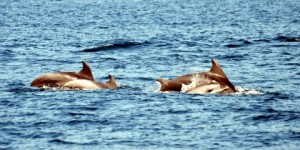 İstanbullu boğazın sokak çocuklarını gözlemliyor İstanbul Boğazı’nın sokak çocukları olarak