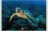 Turks & Caicos adaları, Miami’nin 575 mil (ya da 75 dk) güney doğusunda yer alırlar. 8 ana ada ve sayısız adacıktan oluşan bu ülkenin nufüsu yaklaşık 20-25.000 civarındadır. Bu sekiz ana adalar, Salt Cay, Grand Turk, South Caicos, Middle Caicos, […]