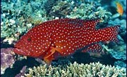 Karibiklerde yer alan Tobago, dalgıçlara inanılmaz zengin bir marin çevresi sunmaktadır. Çünkü Guyana akıntısı, Güney Amerika’nın doğu sahilideki Orinico nehir ağzından akan plankton-zengini suları, buraya taşımaktadır. Sonuç ise, Tobago’nun muhteşem marin krallığını besleyecek zengin bir karışım meydana getirmektedir. Kendi halinde […]