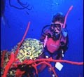 Orta Amerika’da bulunan Cayman adaları, sakin ve temiz denizi ile dalgıçlar için vazgeçilmez bir dalış merkezidir. Grand Cayman, Little Cayman ve Cayman Brac adında toplam üç adadan oluşan Cayman Adaları, çok çeşitli dalış ve şnorkel imkanları sunmaktadır. “Seven Mile Beach” […]