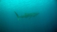 Burada ki birinci haftamı doldurdum, iki gün önce whale shark gördüm. tanrım inanılmazdı. Jack fish alley’de dalıyorduk. Ed ve adını hatırlamadığım iki Hollandalı dalıcı, James ve Sean ile birlikte. Bu dalış arenasında iki farklı güzergah var. Birisi reef’in yakınından ilerlenen […]